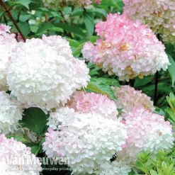 Hydrangea Paniculata 'Vanille Fraise' -FloraNest Store VMvanil