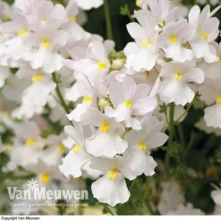 White Basket Duo Collection 6 White Basket Duo Collection -FloraNest Store WHIT V17021 C