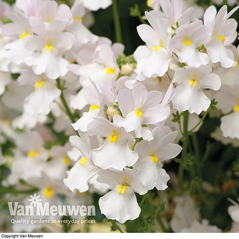 White Basket Duo Collection 3 White Basket Duo Collection - Image 3