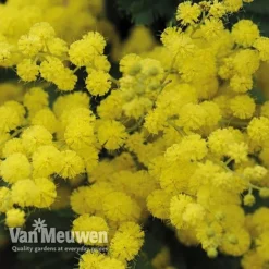 Acacia Dealbata 9 Acacia Dealbata -FloraNest Store acacia dealbata mimosa 4