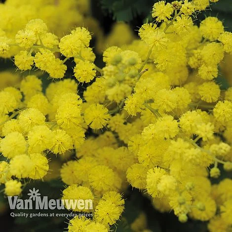 Acacia Dealbata 5 Acacia Dealbata - Image 5