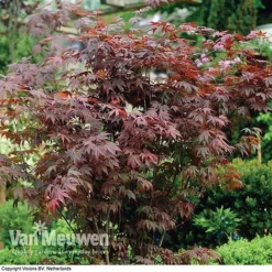 Acer Palmatum 'Atropurpureum' -FloraNest Store acer atrop22