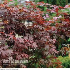 Acer Palmatum 'Atropurpureum' -FloraNest Store acer atrop32