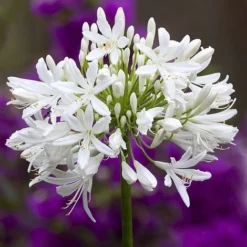 Agapanthus Africanus 'Albus' -FloraNest Store albus3