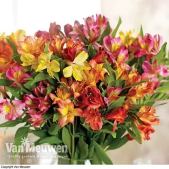 Alstroemeria 'Garden Hybrids'