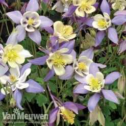 Garden Ready Perennial Collection -FloraNest Store aquilegia