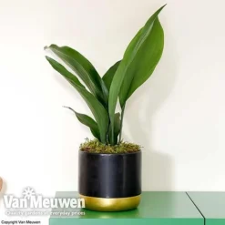 Aspidistra Elatior (House Plant) -FloraNest Store aspi vka2850 d