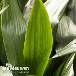 Aspidistra Elatior (House Plant) -FloraNest Store aspi vka2850 e