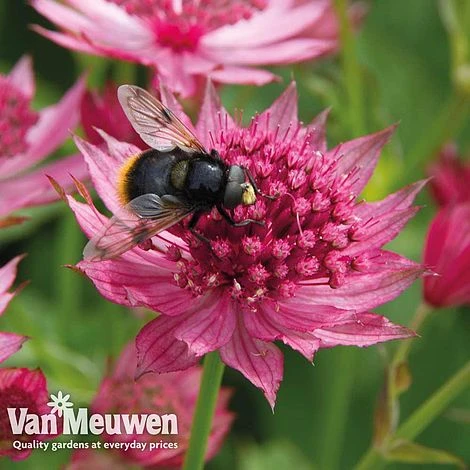 Astrantia Major 'Venice' 2 Astrantia Major 'Venice' - Image 2