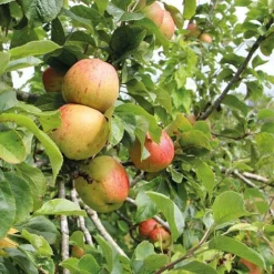 Apple Bramleys Seedling -FloraNest Store bram
