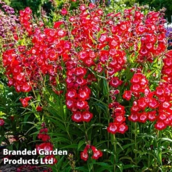 Penstemon 'Ice Cream Collection' -FloraNest Store cherry1