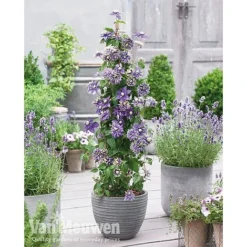 Clematis Florida 'Taiga' -FloraNest Store clematis3