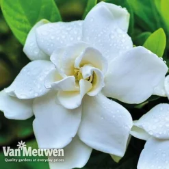 Gardenia 'Crown Jewels' -FloraNest Store crownjewels4