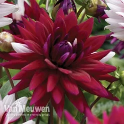 Dahlia 'Rebecca's World' -FloraNest Store dahl 70042v C