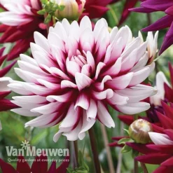 Dahlia 'Rebecca's World' -FloraNest Store dahl 70042v D