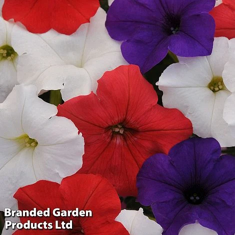 Petunia 'Easy Wave Union Jack Mix' 3 Petunia 'Easy Wave Union Jack Mix' - Image 3
