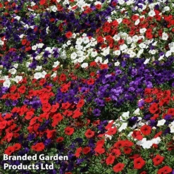 Petunia 'Easy Wave Union Jack Mix' 10 Petunia 'Easy Wave Union Jack Mix' -FloraNest Store flag4