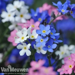 Forget-Me-Not 'Sylva Mixed' (Garden Ready) 6 Forget-Me-Not 'Sylva Mixed' (Garden Ready) -FloraNest Store forget 2