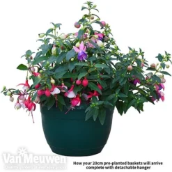 Fuchsia Trailing Pre-Planted Basket -FloraNest Store fuch vm