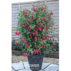 Fuchsia 'Fusion' -FloraNest Store fuch3