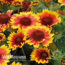 Gaillardia 'Arizona Sun' -FloraNest Store gail v17402 C
