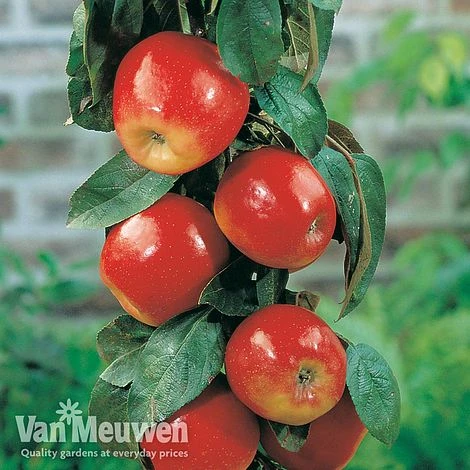 Apple 'Gala' 2 Apple 'Gala' - Image 2