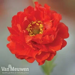 Garden Ready Perennial Collection -FloraNest Store geum1