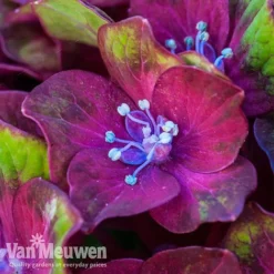 Hydrangea Macrophylla GLAM ROCK 'Horwack' -FloraNest Store glam1