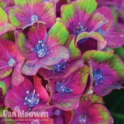 Hydrangea Macrophylla GLAM ROCK 'Horwack' -FloraNest Store glam2