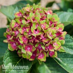 Hydrangea Macrophylla GLAM ROCK 'Horwack' -FloraNest Store glam3