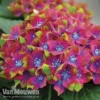 Hydrangea Macrophylla GLAM ROCK 'Horwack'