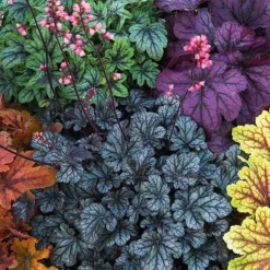 Heuchera 'Mosaic' -FloraNest Store heuchera NOW1
