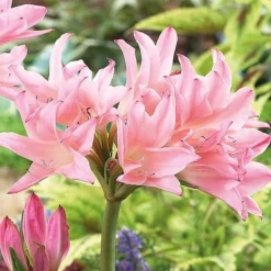 Front Page -FloraNest Store how