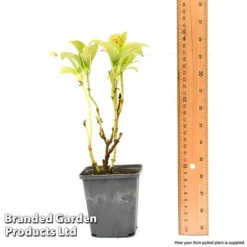 Hydrangea Macrophylla GLAM ROCK 'Horwack' -FloraNest Store hydr