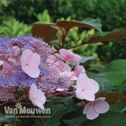 Hydrangea Aspera 'Hot Chocolate' -FloraNest Store hyrdrangea hot chocolate2