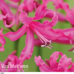 Nerine Bowdenii Collection -FloraNest Store isabel