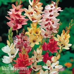 Bumper Spring Bulb Collection -FloraNest Store ixia main1