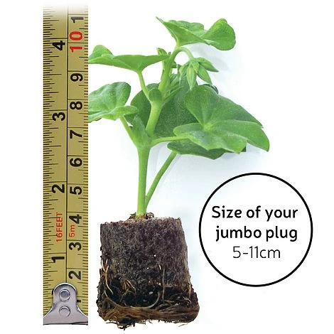 Chrysanthemum 'Incurved Mixed' 4 Chrysanthemum 'Incurved Mixed' - Image 4