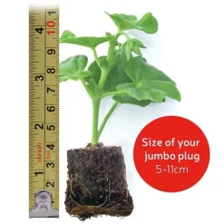 Calendula 'Power Daisy' Collection -FloraNest Store jumboplugsize6