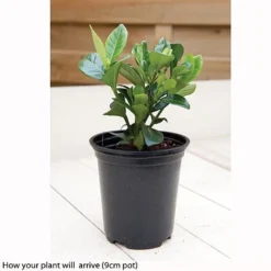 Gardenia Jasminoides 'Kleim's Hardy' -FloraNest Store kleims example