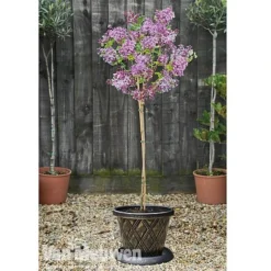 Lilac 'Palibin' -FloraNest Store lilac b