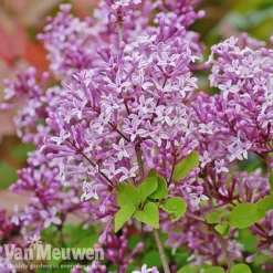 Lilac 'Palibin' -FloraNest Store lilac c