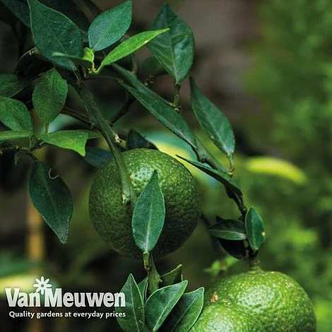 Lime Tree 2 Lime Tree - Image 2