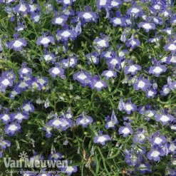 Lobelia 'Waterfall Ice Blue' -FloraNest Store lob waterfall 2