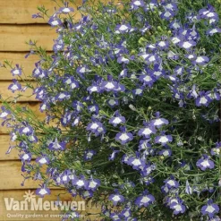 Lobelia 'Waterfall Ice Blue' -FloraNest Store lob waterfall 4
