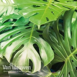 Monstera Deliciosa (House Plant) 17 Monstera Deliciosa (House Plant) -FloraNest Store mons vka2925 c