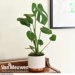 Monstera Deliciosa (House Plant) 18 Monstera Deliciosa (House Plant) -FloraNest Store mons vka2925 d