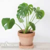 Monstera Deliciosa (House Plant)