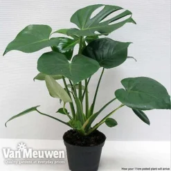 Monstera Deliciosa (House Plant) 19 Monstera Deliciosa (House Plant) -FloraNest Store mons vka2925 f