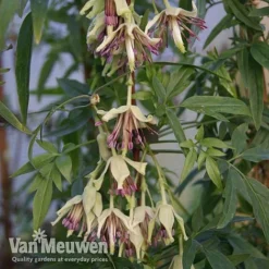 Clematis Napaulensis -FloraNest Store nap